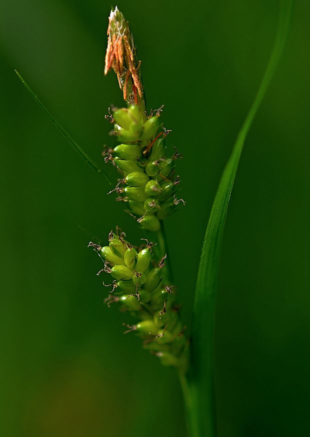 ostrica bledá Carex pallescens L.