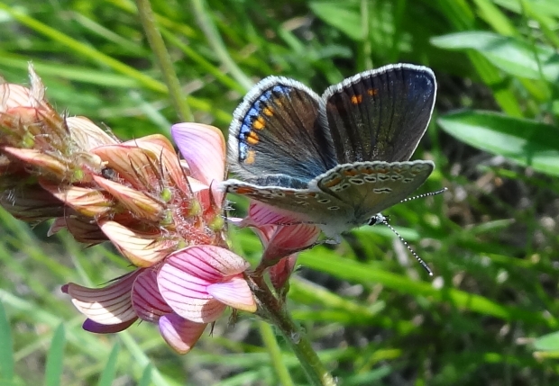modráčik blankytný Polyommatus thersites