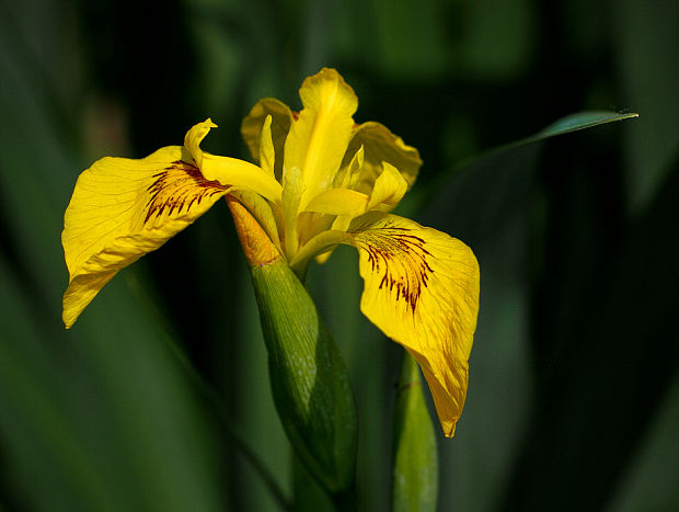 kosatec žltý Iris pseudacorus L.