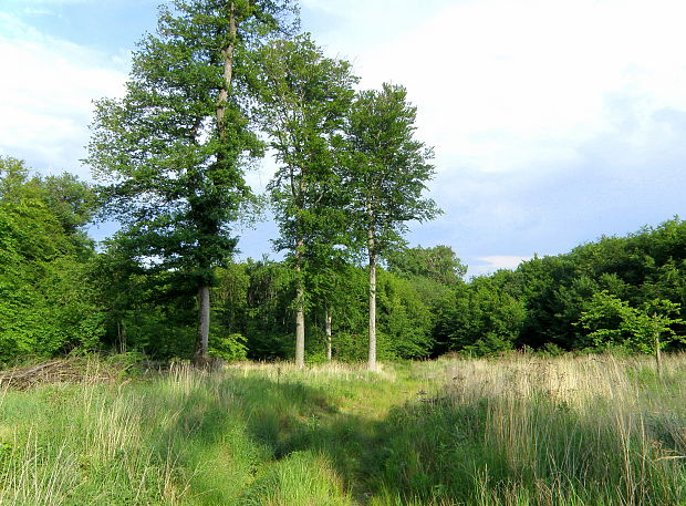 Lesy v okolí Limbachu