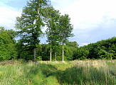 Lesy v okolí Limbachu 