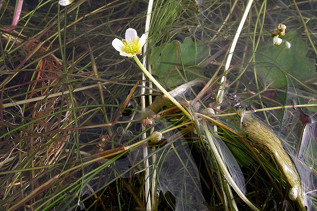 močiarka niťovitolistá Batrachium trichophyllum (Chaix) Bosch
