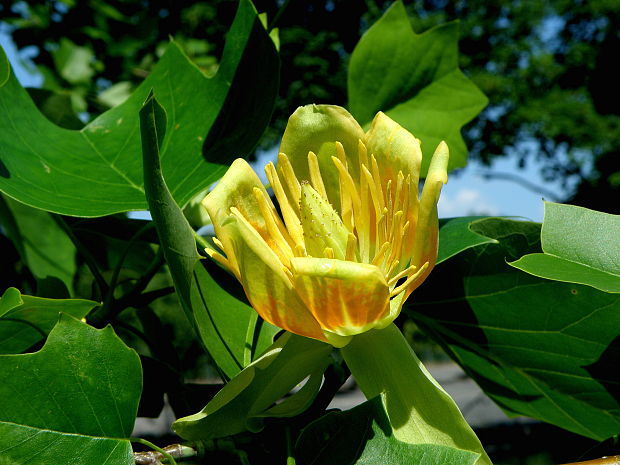 ľaliovník tulipánokvetý  Liriodendron tulipifera L.