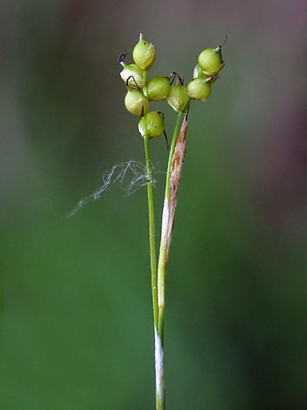ostrica biela Carex alba Scop.