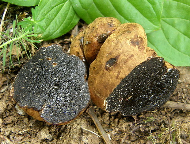 černúšik strakatý Melanogaster variegatus (Vittad.) Tul. & C. Tul.