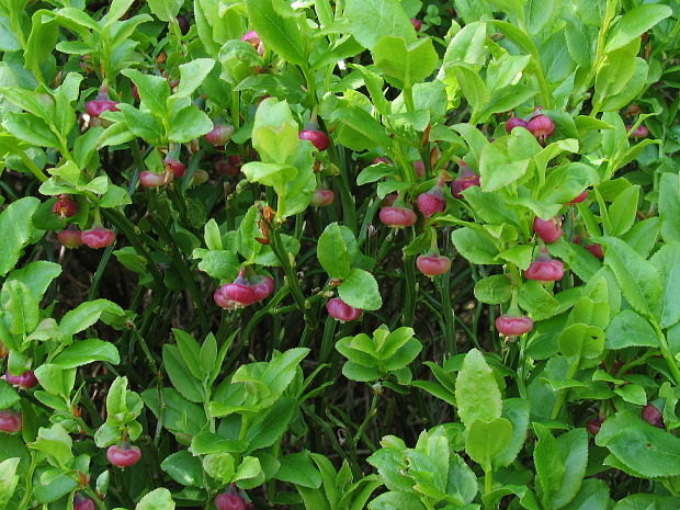 čučoriedky Vaccinium myrtillus L.