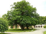 starobylé duby na nádvorí lesníckej školy