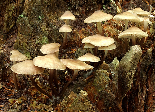 prilbička naklonená Mycena inclinata (Fr.) Quél.