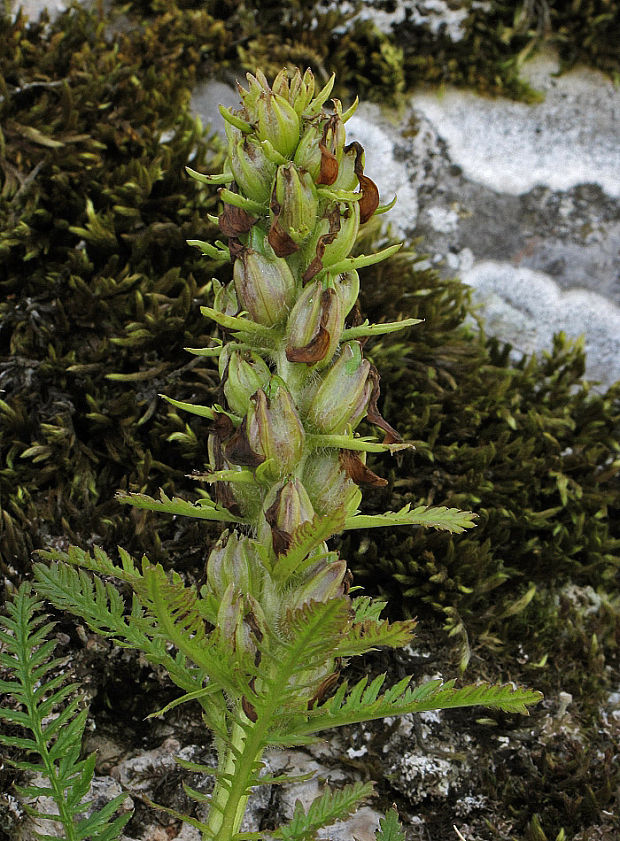 všivec chochlatý Pedicularis comosa L.