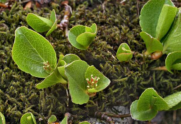 vŕba bylinná Salix herbacea L.