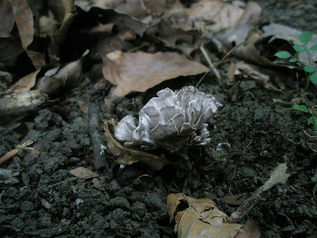 plesňovka smradľavá Thelephora palmata (Scop.) Fr.