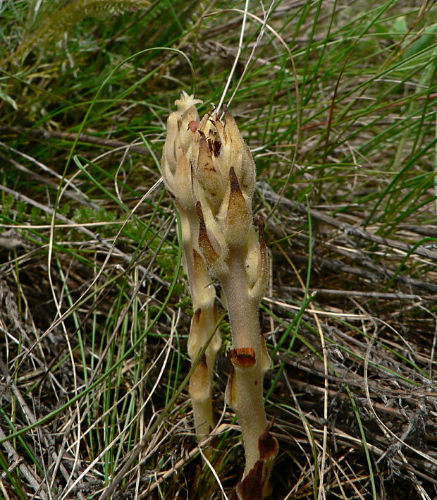 zárazovec piesočný Phelipanche arenaria (Borkh.) Pomel