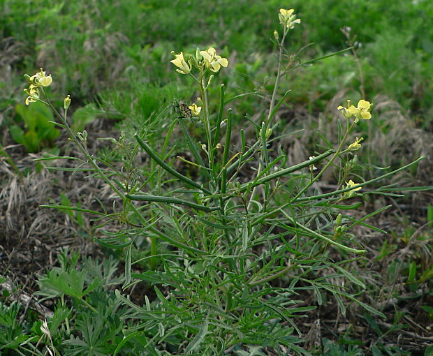 dvojradovka tenkolistá - křez tenkolistý Diplotaxis tenuifolia (L.) DC.