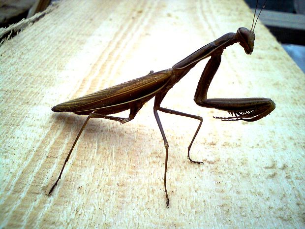 modlivka hnedá Mantis religiosa