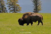 americky bizon - moj prvy