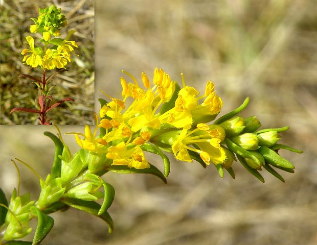 zúbkokvet žltý Orthantha lutea (L.) A. Kern. ex Wettst.