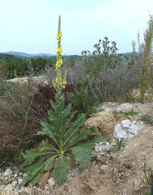 divozel veľkokvetý- Verbascum densiflorum  Bertol.