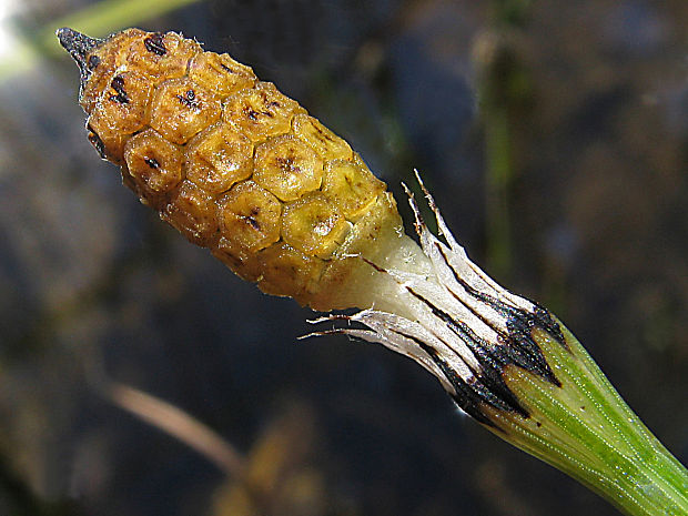 prasličovka pestrá Hippochaete variegata (Schleich.) Bruhin