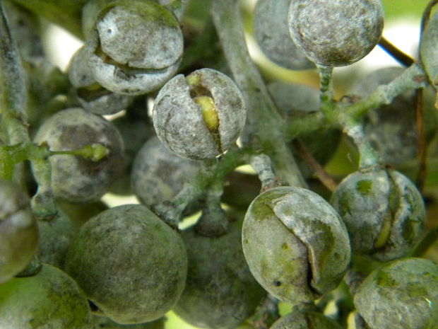 špirálovka viničová Uncinula necator (Schwein.) Burrill