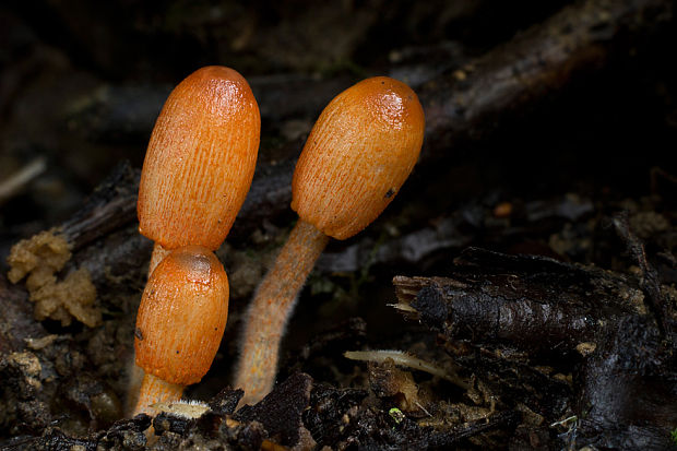 hnojník oranžovohrdzavý Coprinopsis erythrocephala (Lév.) Redhead, Vilgalys & Moncalvo