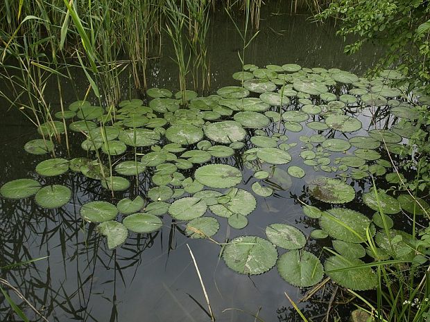 lekno Nymphaea lotus var. thermalis  (DC.) Tuzson