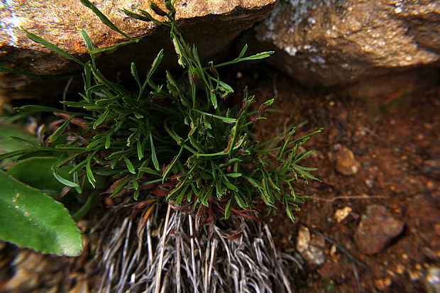 slezinník severný Asplenium septentrionale (L.) Hoffm.