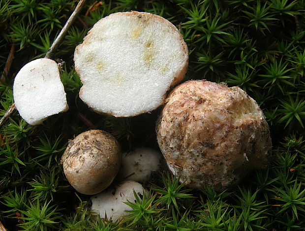 koreňovec Rhizopogon marchii (Bres.) Zeller & C.W. Dodge