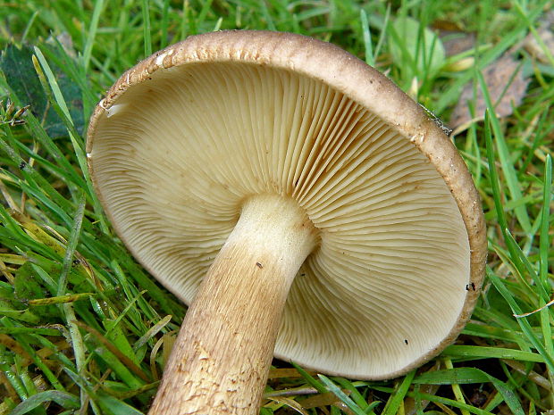 čírovka gaštanovohnedá Tricholoma ustale (Fr.) P. Kumm.