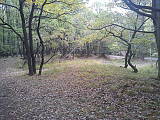 Les nad Krnčou