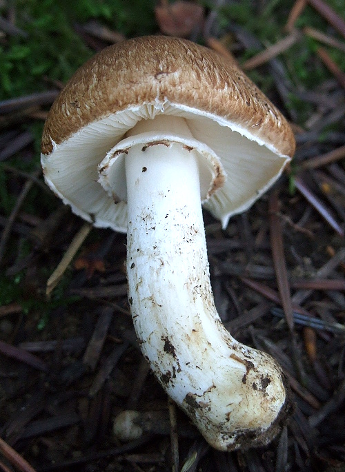 co na to? Agaricus ?