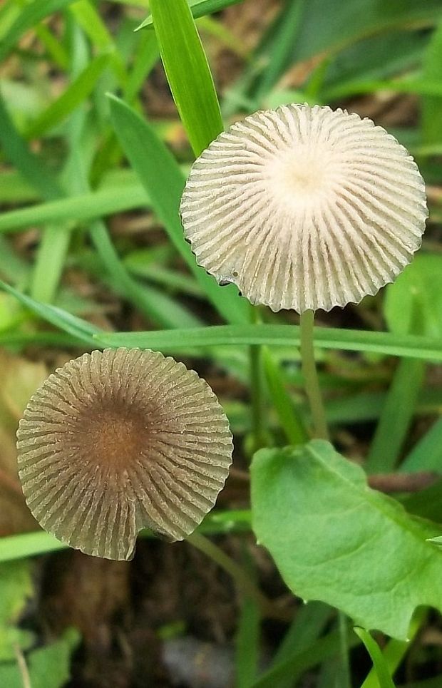 hnojník Schrötterov Parasola schroeteri (P. Karst.) Redhead, Vilgalys & Hopple