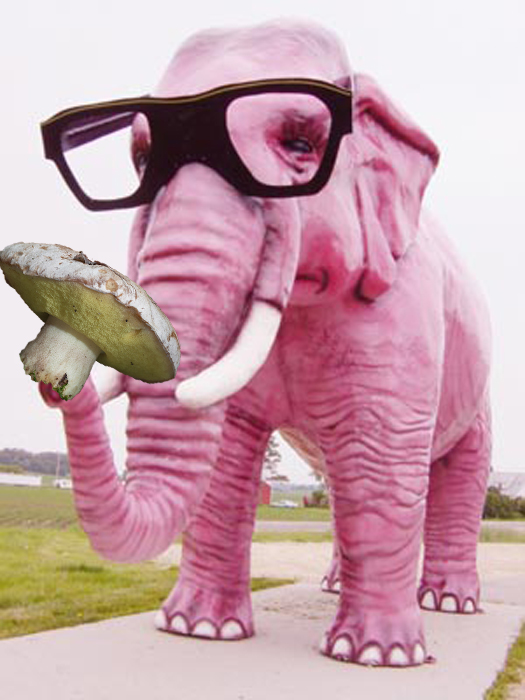 ružový slon - tak ma tu mate :-))