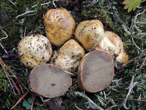 koreňovec žltkastý Rhizopogon luteolus Fr. & Nordholm