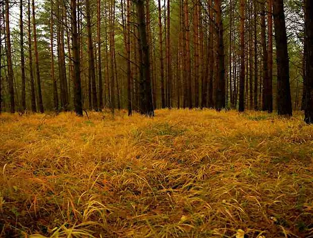 Jesenný borovicový les Starohorské vrchy
