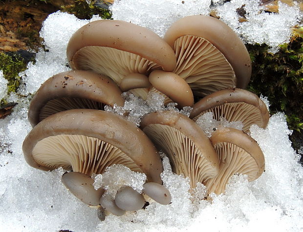 hliva ustricovitá Pleurotus ostreatus (Jacq.) P. Kumm.