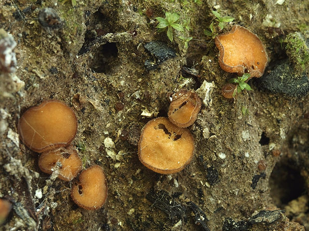 guľospórka hnedá Sphaerosporella brunnea (Alb. & Schwein.) Svrček & Kubička