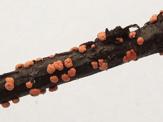 hlivka červená Nectria cf. cinnabarina (Tode) Fr.