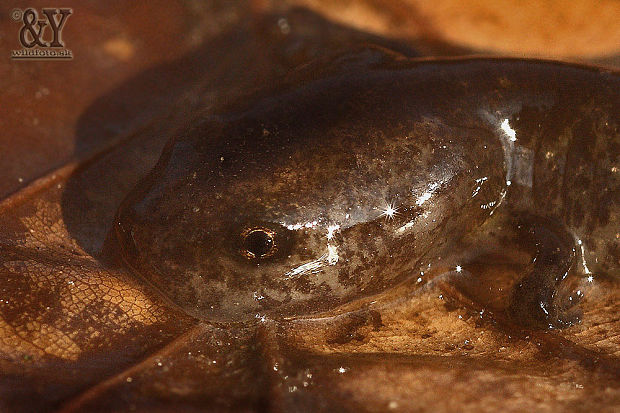 salamander junior :) Salamandra salamandra