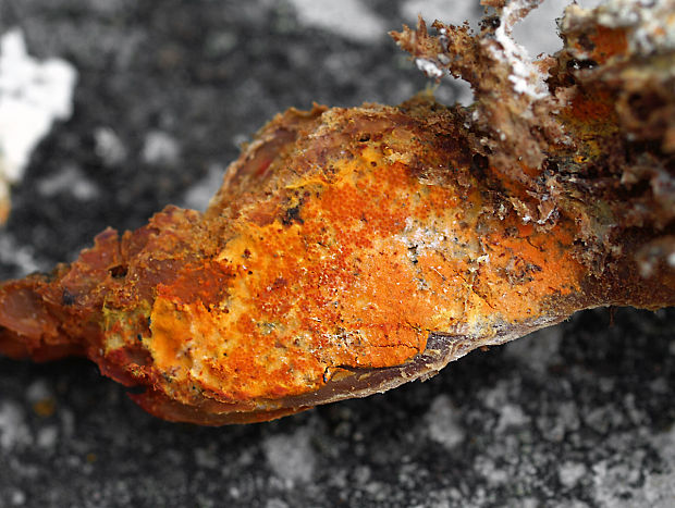 hubožer oranžový Hypomyces aurantius (Pers.) Fuckel