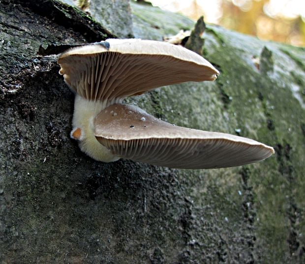 hliva buková-hlíva plicní Pleurotus pulmonarius (Fr.) Quél.