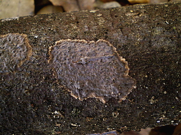 peniofóra lipová Peniophora rufomarginata (Pers.) Bourdot & Galzin