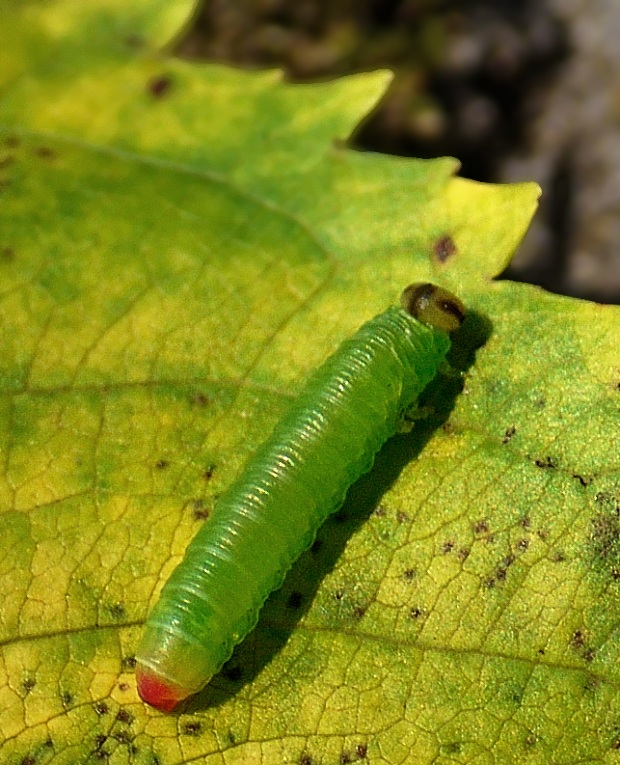 piliarka - larva Pristiphora sp.