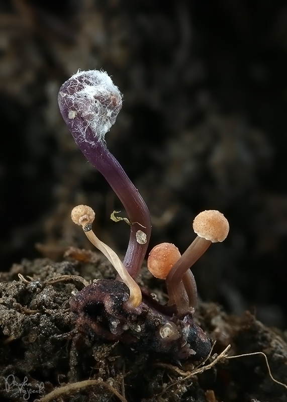kyjanička purpurová Claviceps purpurea (Fr.) Tul.