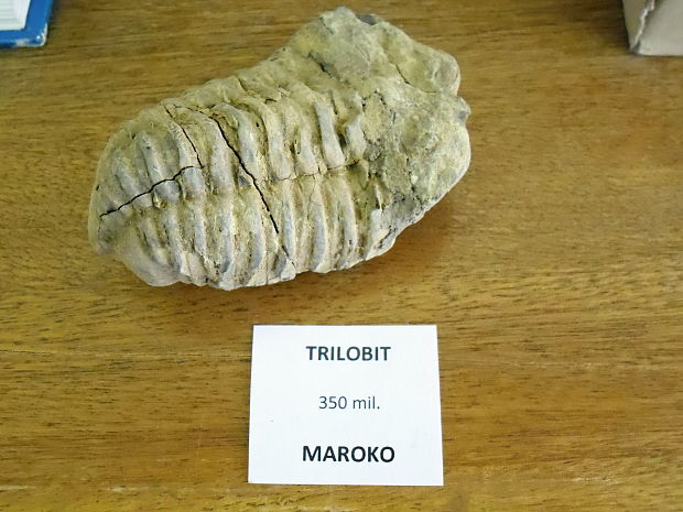 skamenelina Trilobit