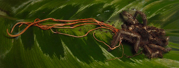 žezlovka Cordyceps ignota Marchion.