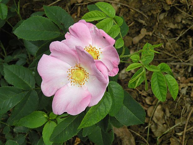 ruža galská Rosa gallica L.