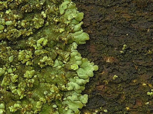 fyscia okrúhla Phaeophyscia orbicularis (Neck.) Moberg