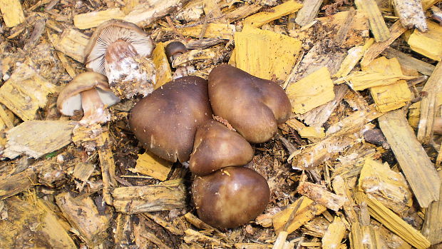 strmulec sivohnedý Lyophyllum fumosum (Pers.) P.D. Orton