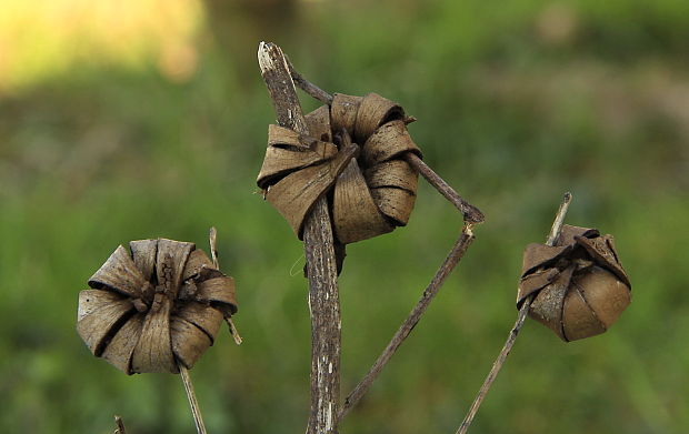 hviezdovka bradavičnatá Geastrum corollinum (Batsch) Hollós