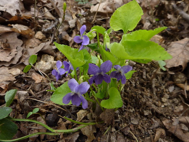 fialka rivinova Viola cf. riviniana Rchb.